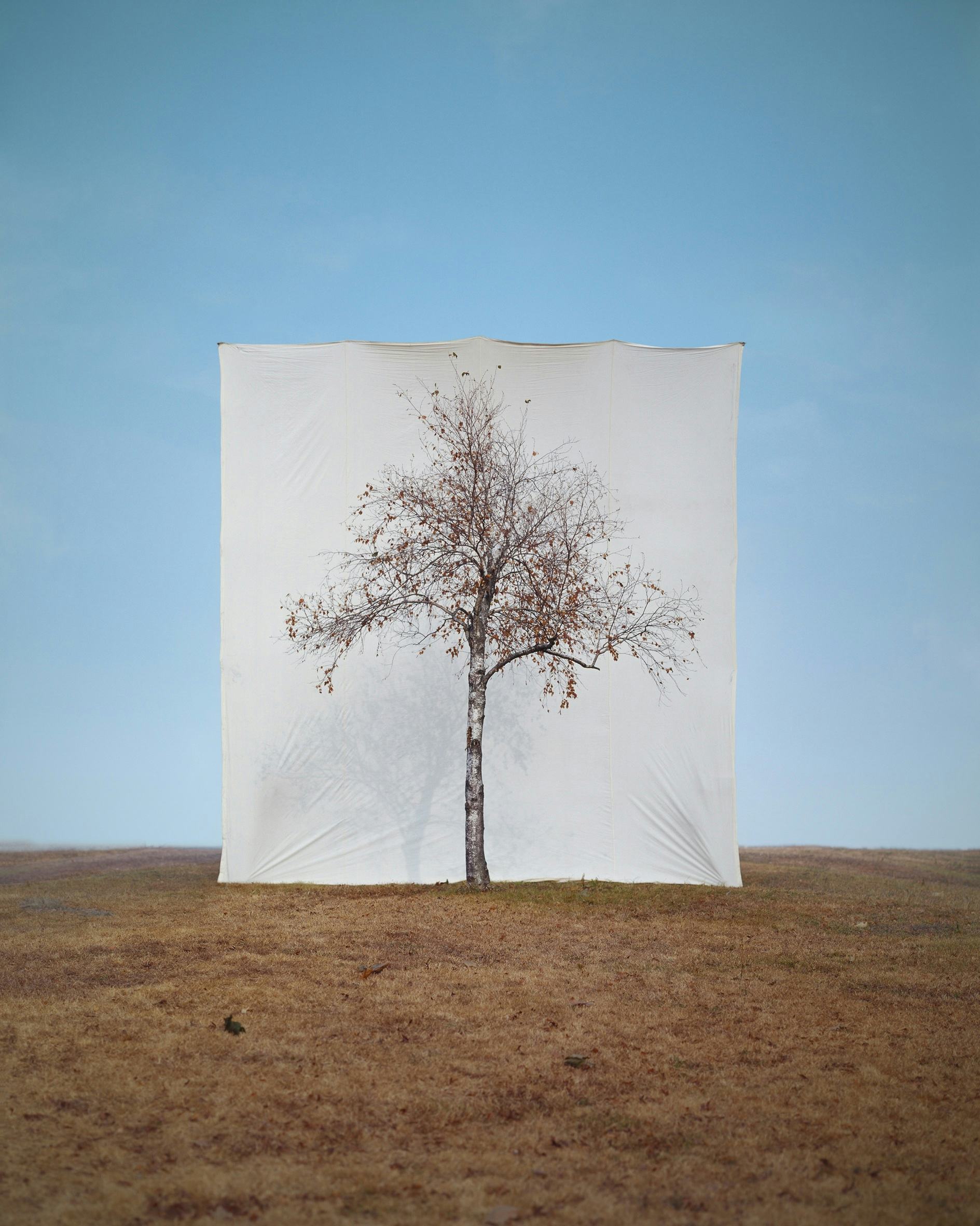 Tree #1, from the series Tree, 2006 © Myoung Ho Lee, courtesy of the Foam Collection