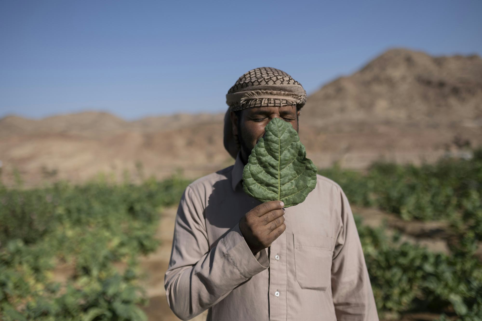 Portrait of a Bedouin man holding a leave in front of his face. © Rehab Eldalil