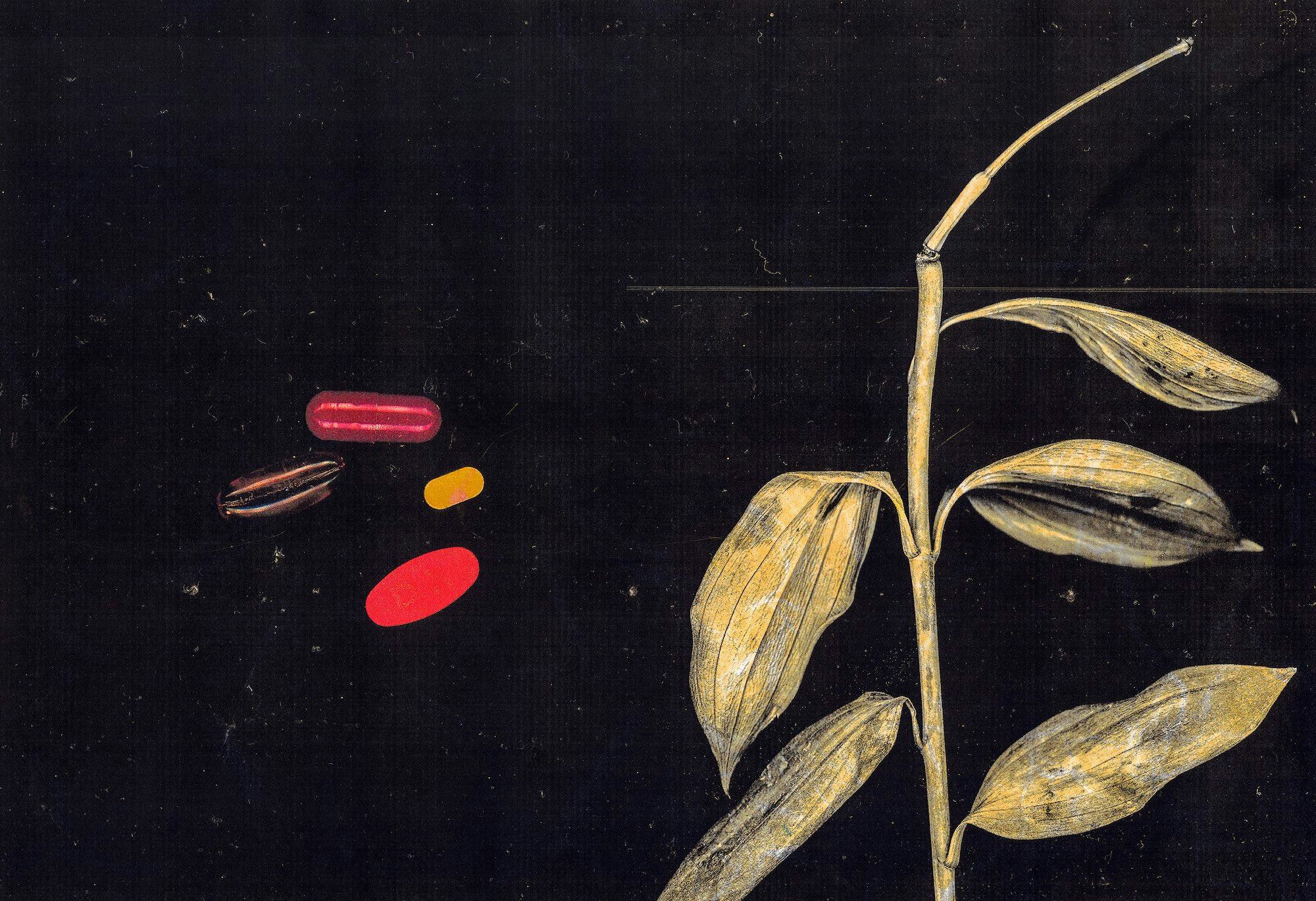Scan of four coloured pills and a dried plant on a black background. © Shwe Wutt Hmon