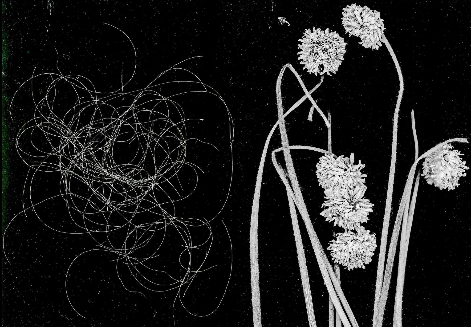 black and white scan of hair and dried plants. © Shwe Wutt Hmon