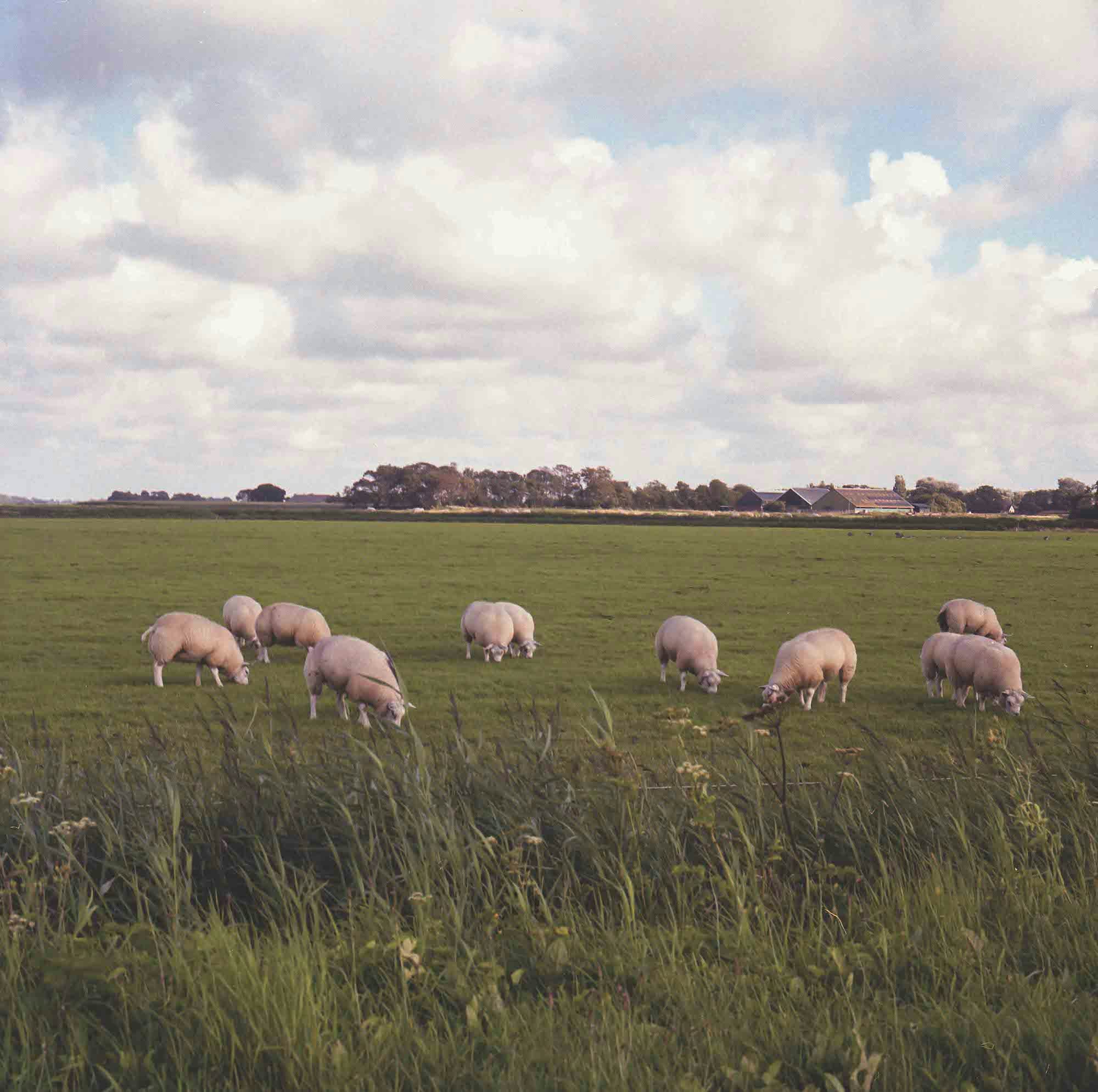Image of sheep in Dutch landscape. © MAryam Touzani