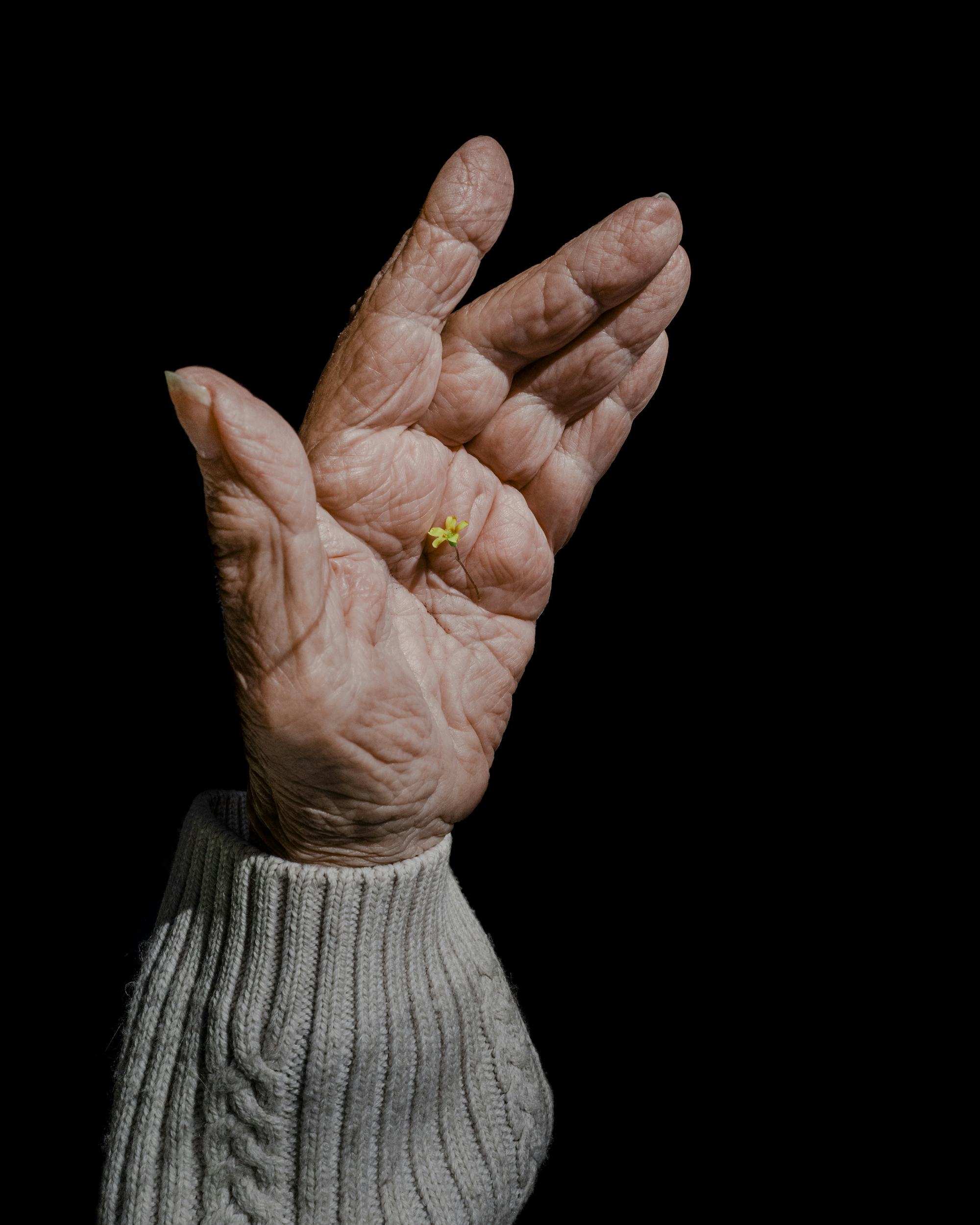 Photograph of an old lady's hand, in front of a black background, holding a tiny yellow flower in the palm of her hand