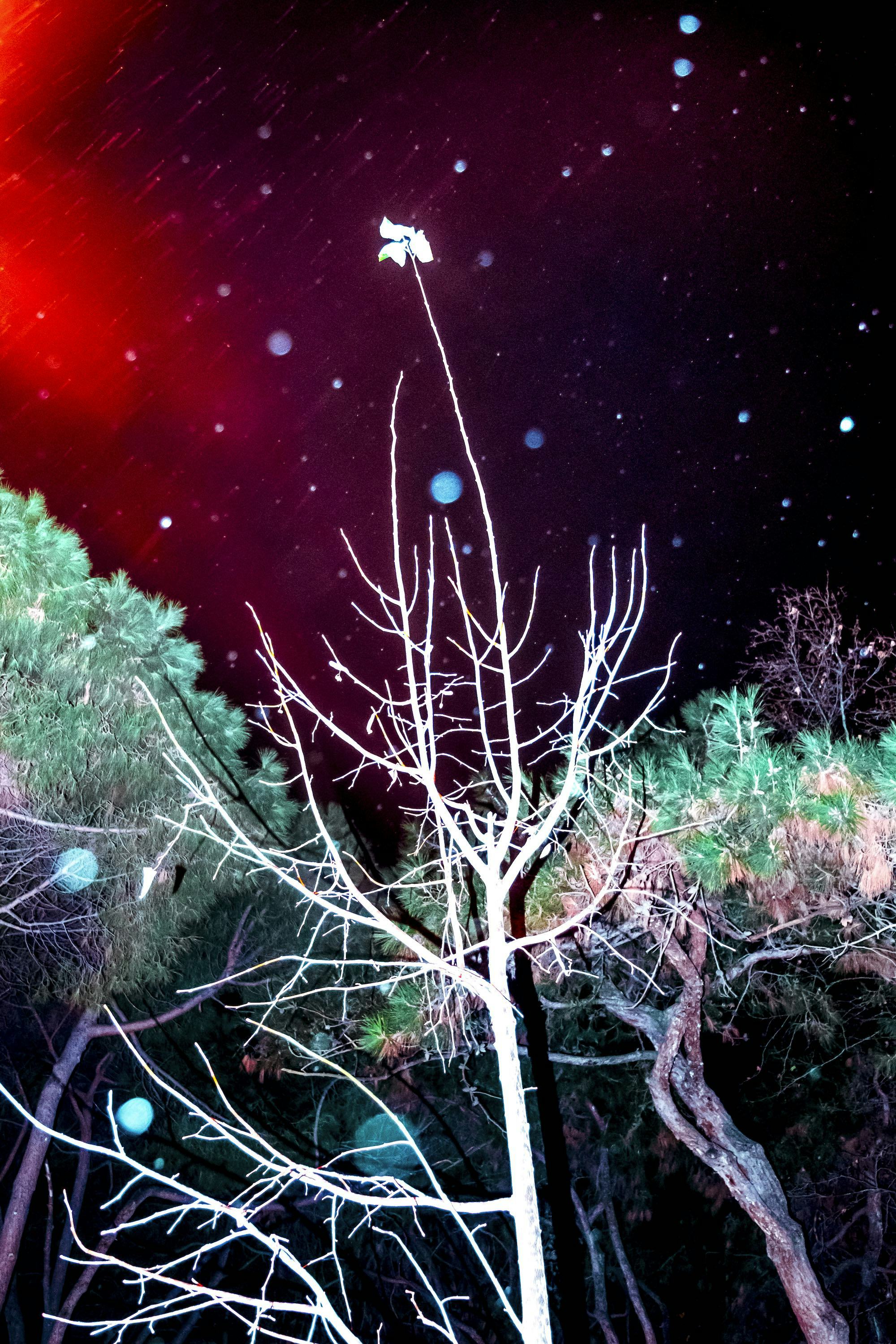 Photo of trees at night, using flash. © Oğulcan Arslan