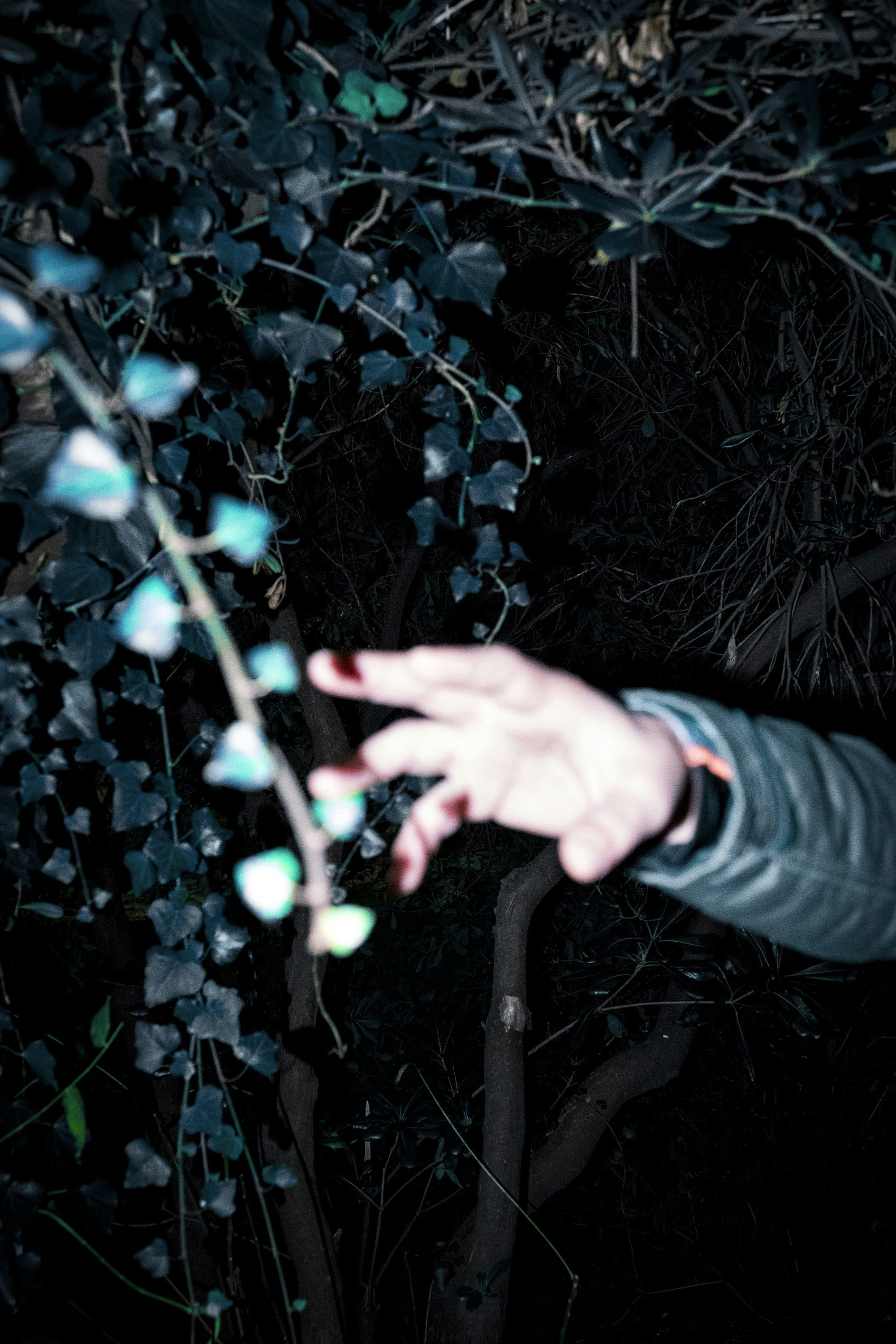 Overexposed photo of a forest detail, showing a hand reaching for a tree branch. © Oğulcan Arslan