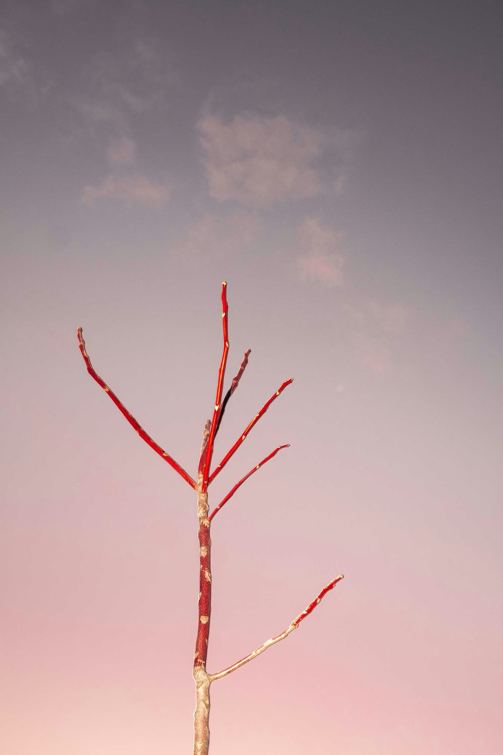 Photo of a isolated tree top, coloured red, in front of a rose golden sky. © Oğulcan Arslan