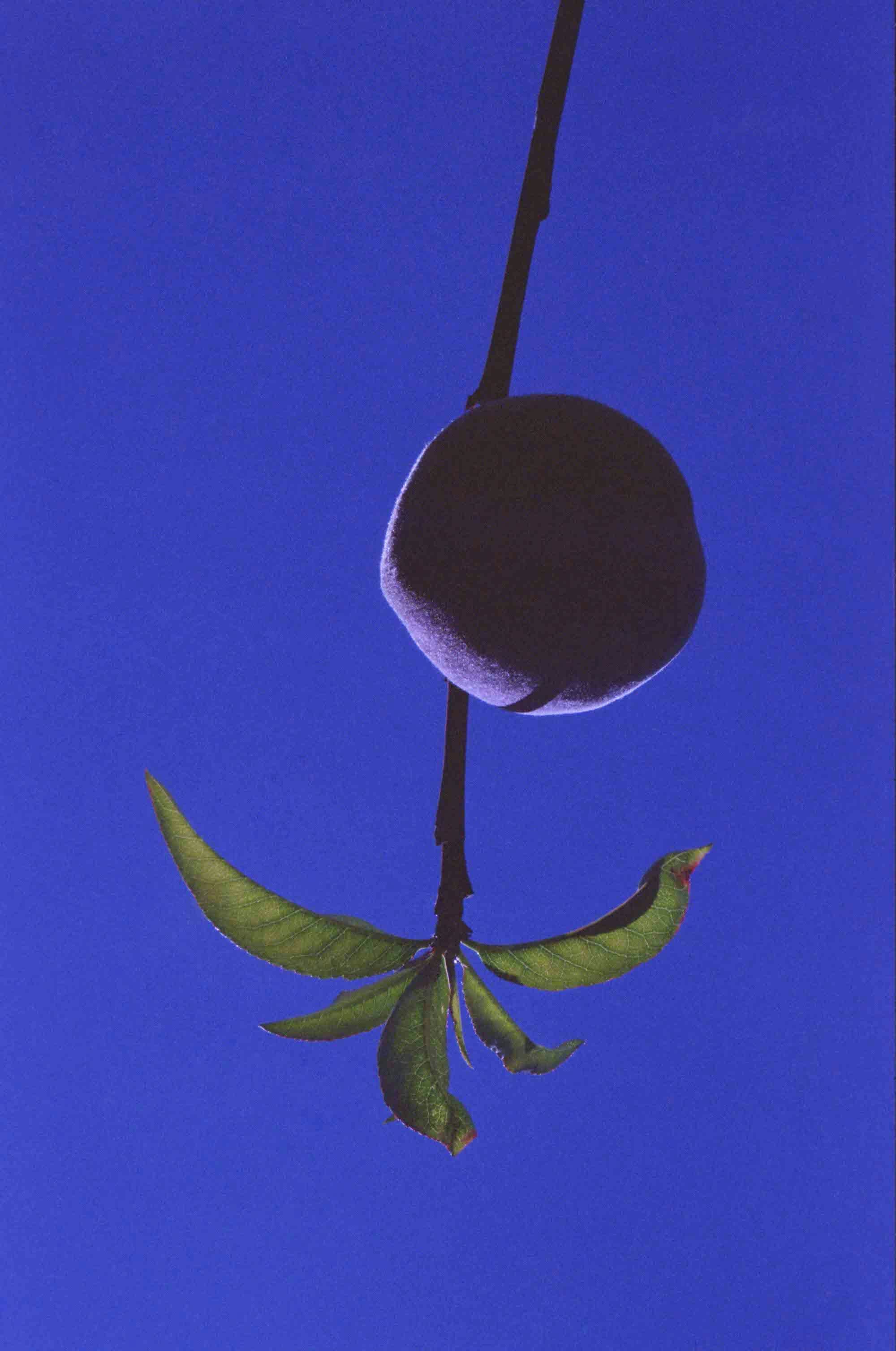 Abstract image of a peach plant in front of a blue surface © Marisol Mendez