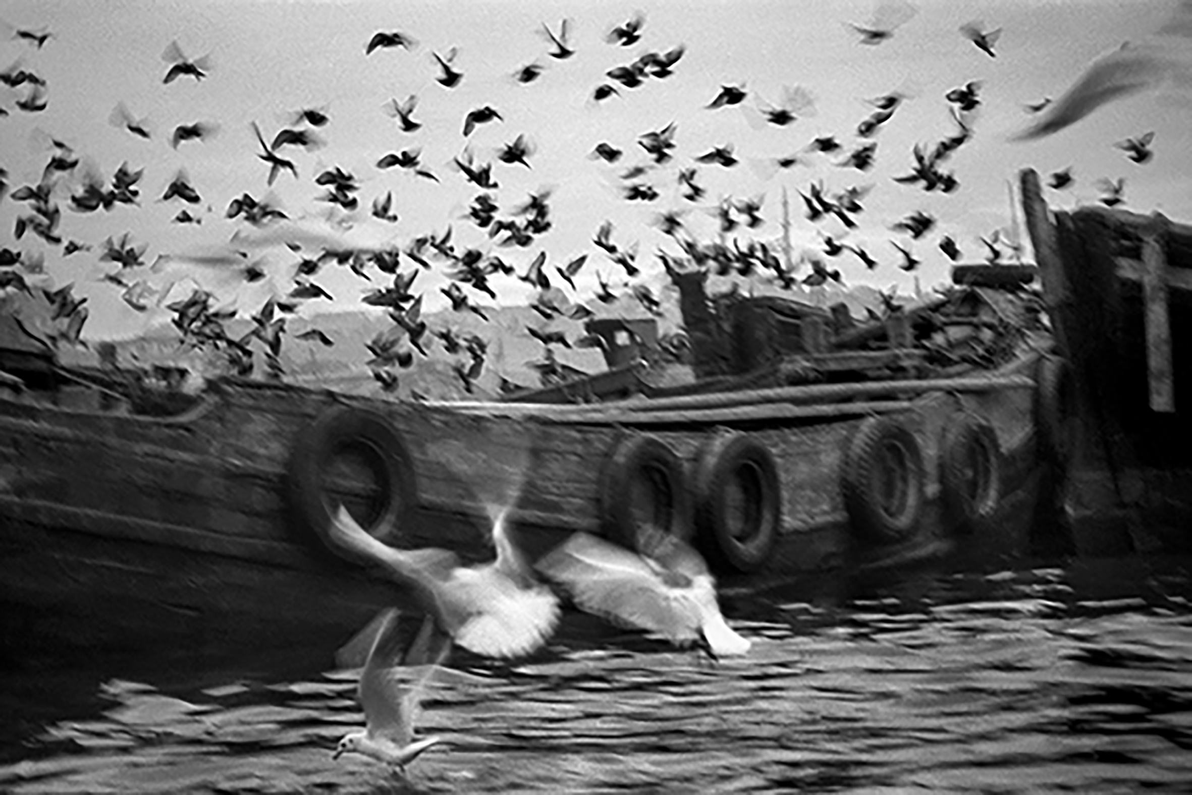 black and white image of boat and birds
