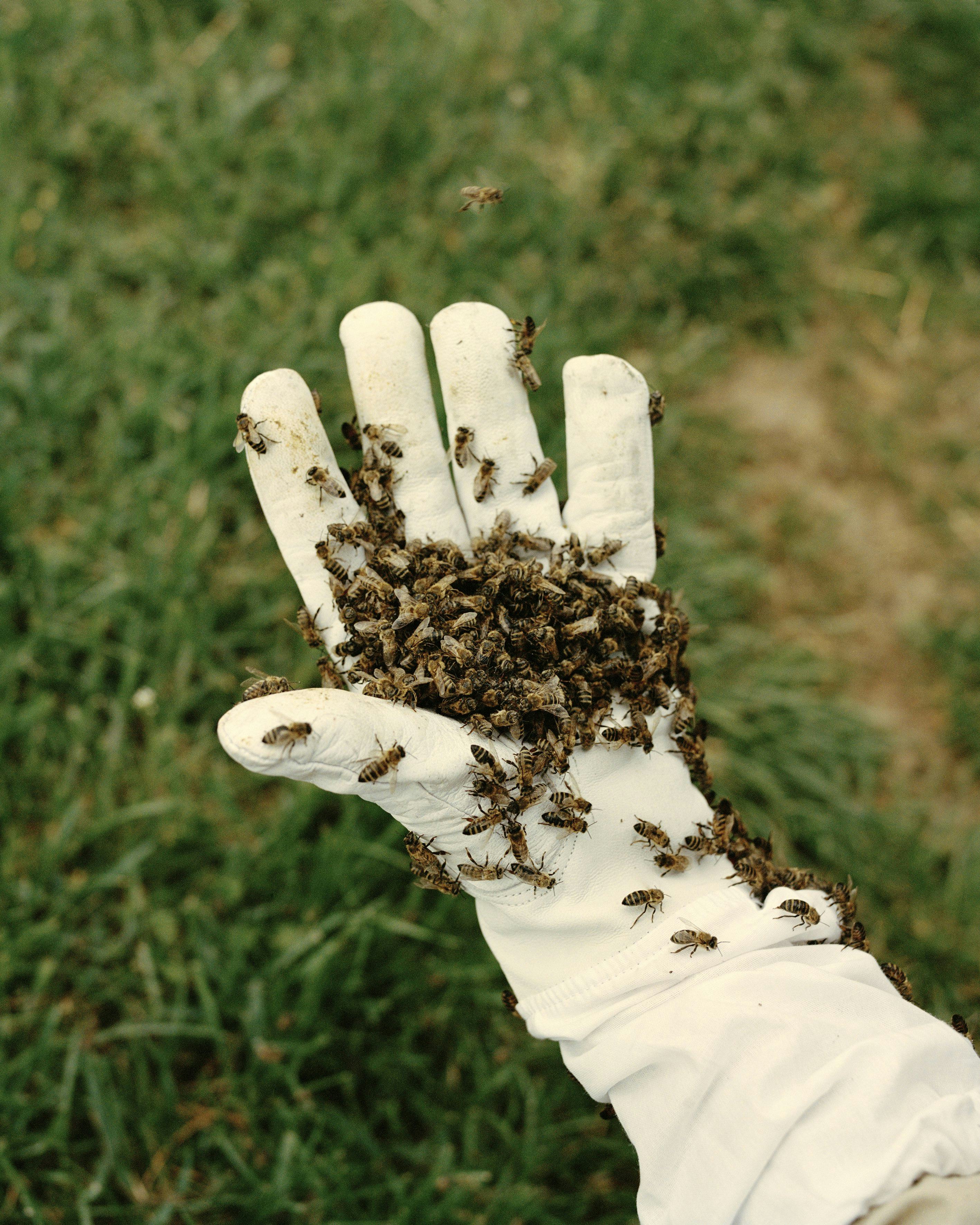 Image of a bee keeper's hand (wearing a white glove) with a swarm of bees