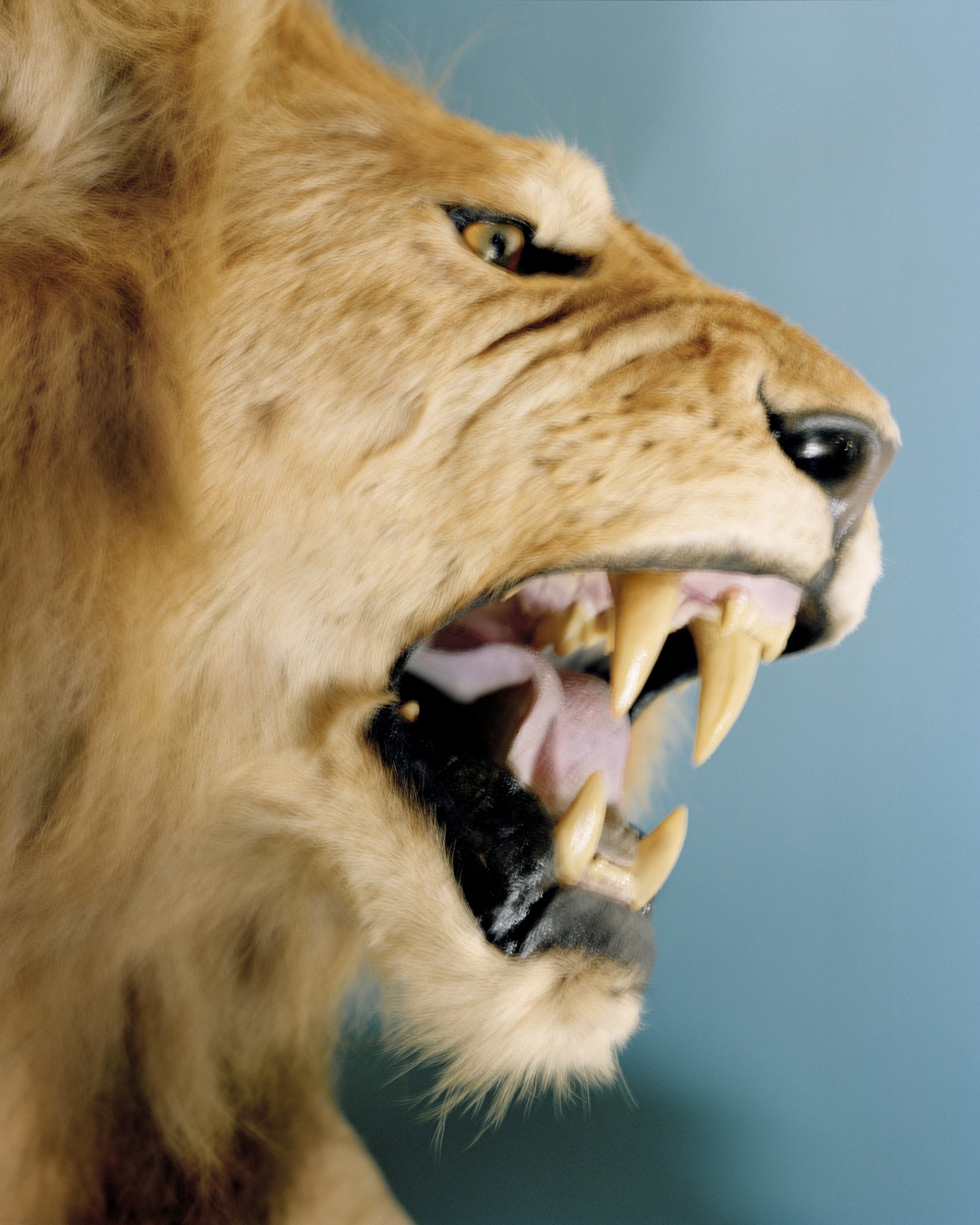 Image of a lion with sharp teeth