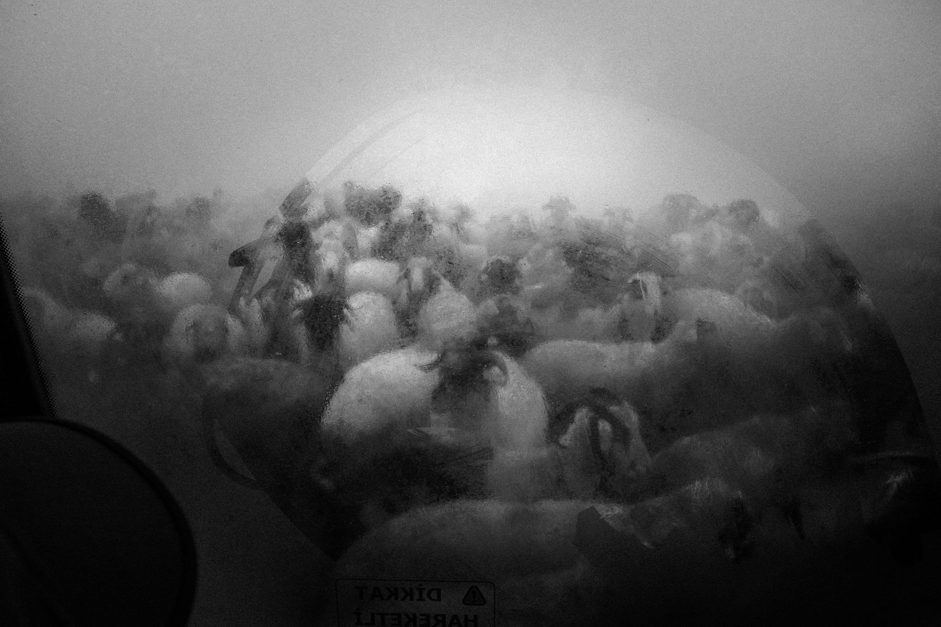 Black and white blurry image of a flock of sheep. © Cansu Yıldıran