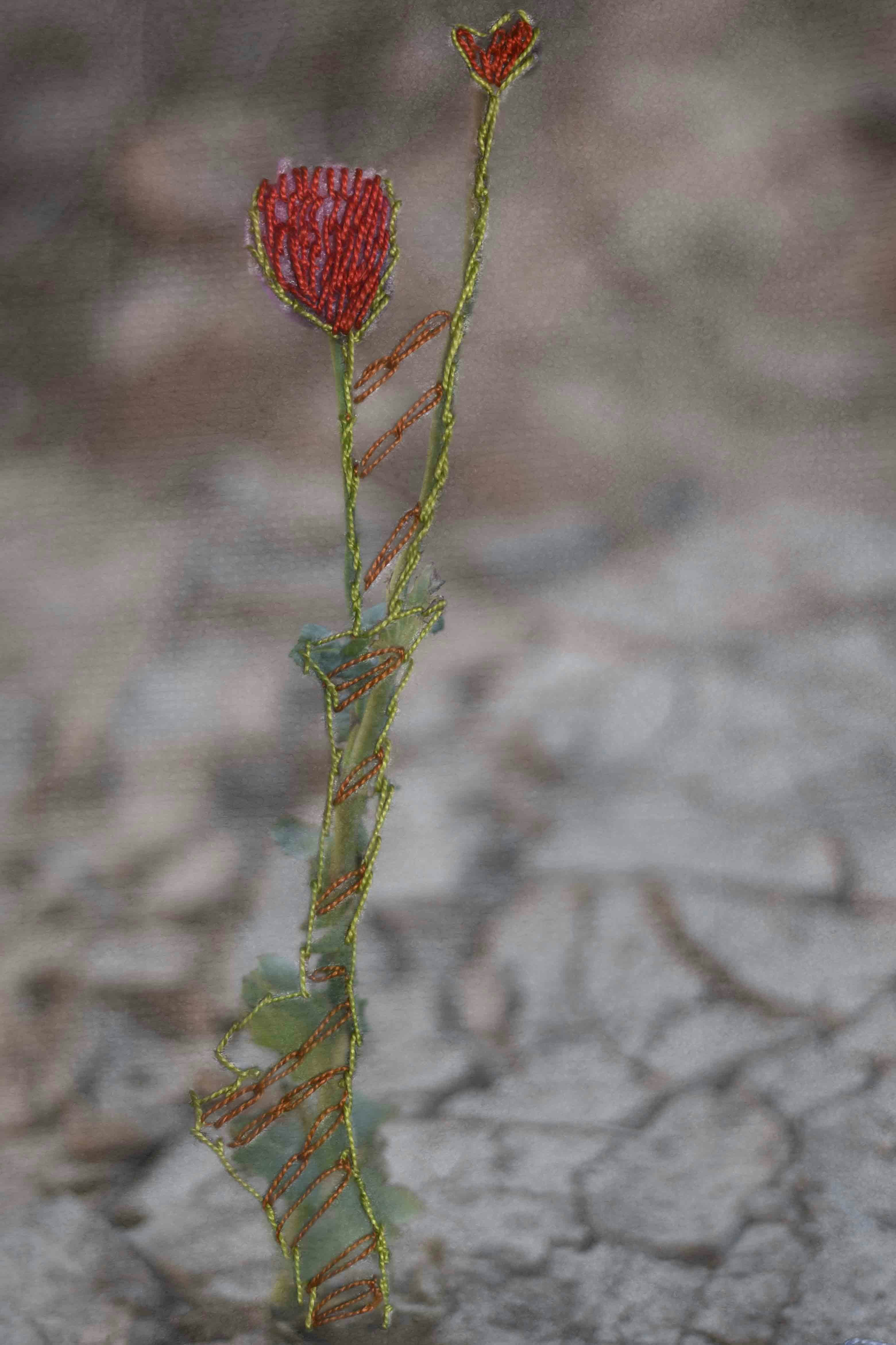 Close-up image of a flower growing out of the cracks of dry land. The image of flower is entirely covered by embroidery © Rehab Eldalil