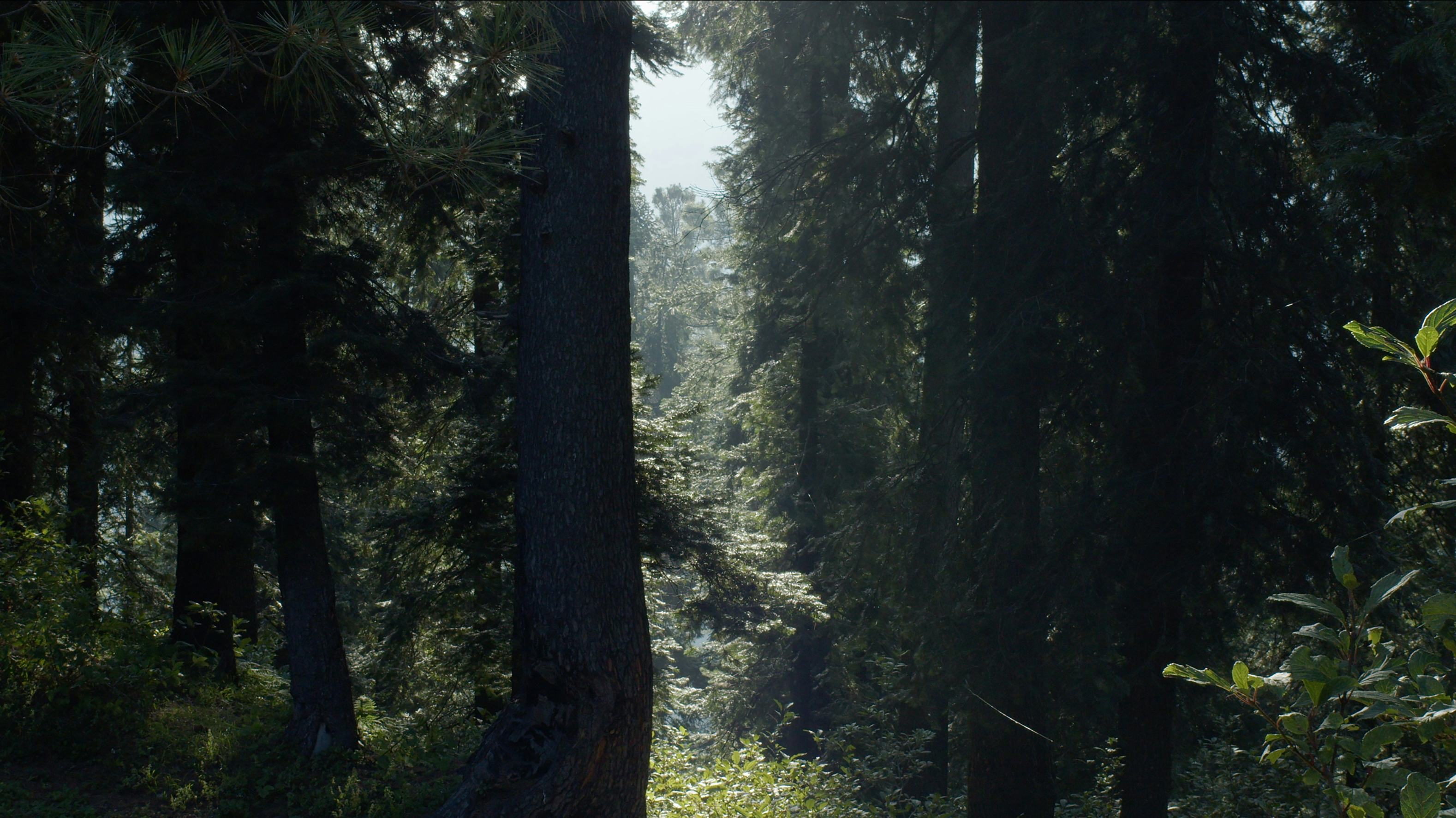A still from a film depicting the forest with sunshine peaking through.