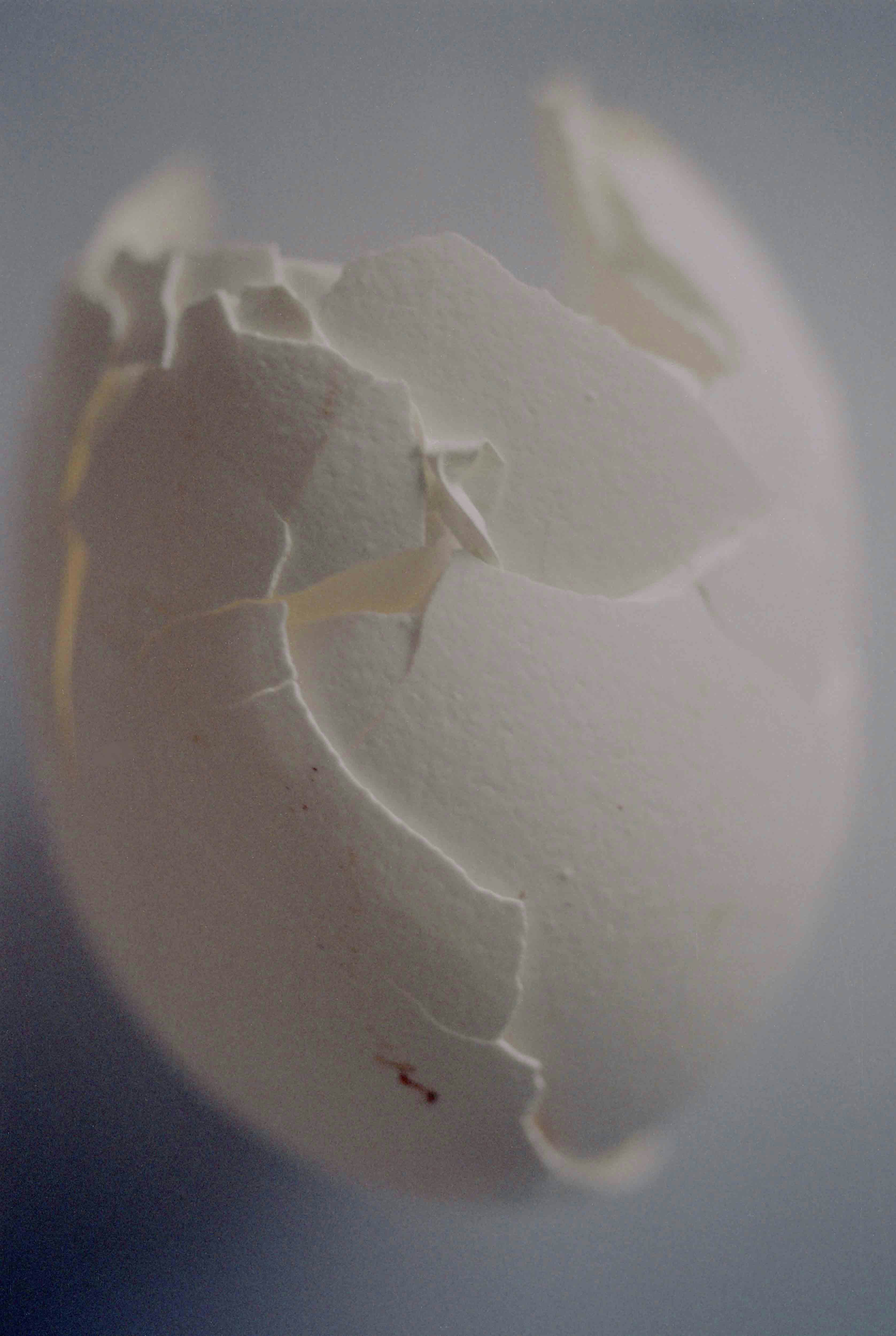 Close-up of a broken eggshell © Marisol Mendez