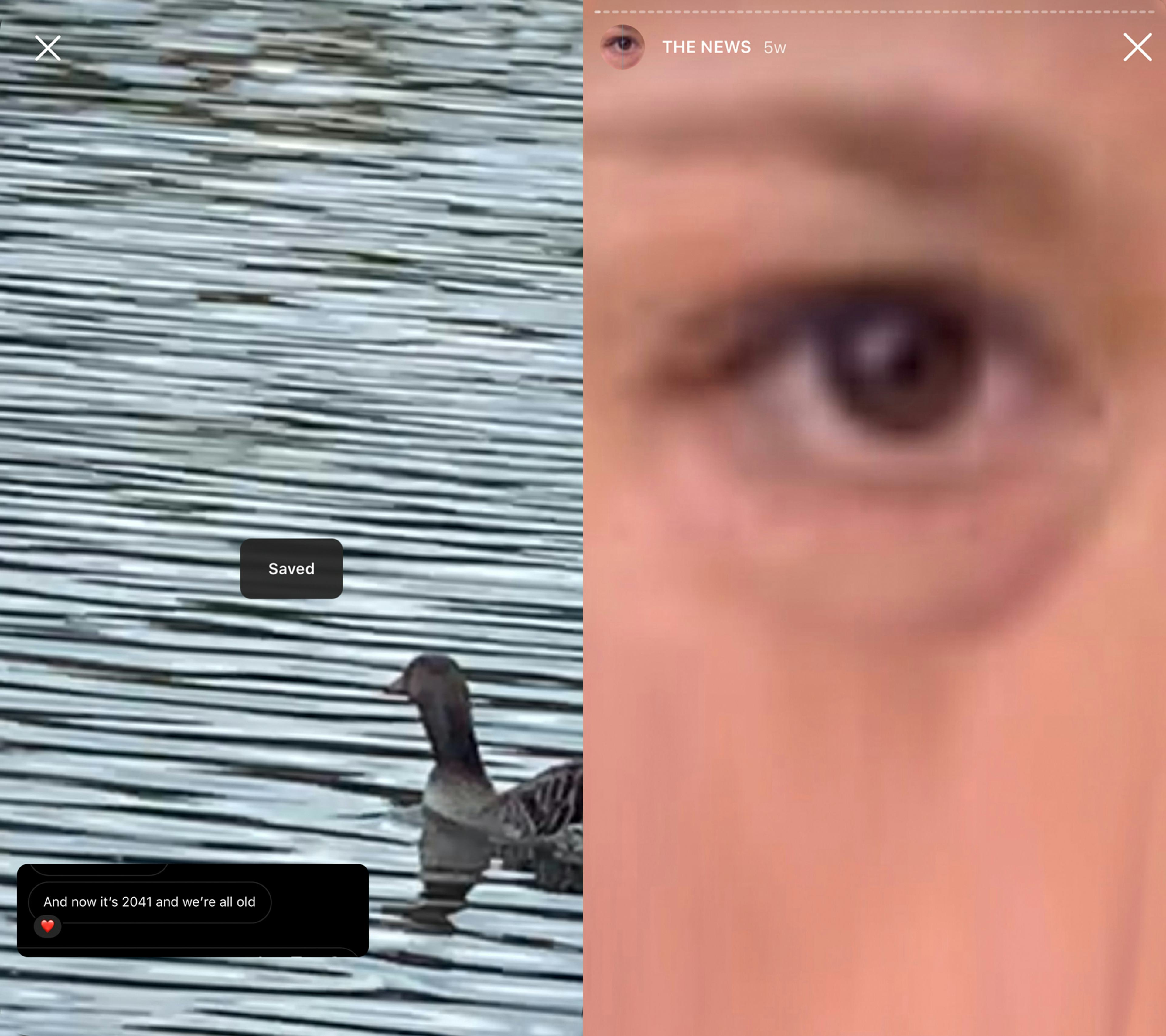 Screenshot from Instagram with a duck in the water and a zoomed-in image of an eye