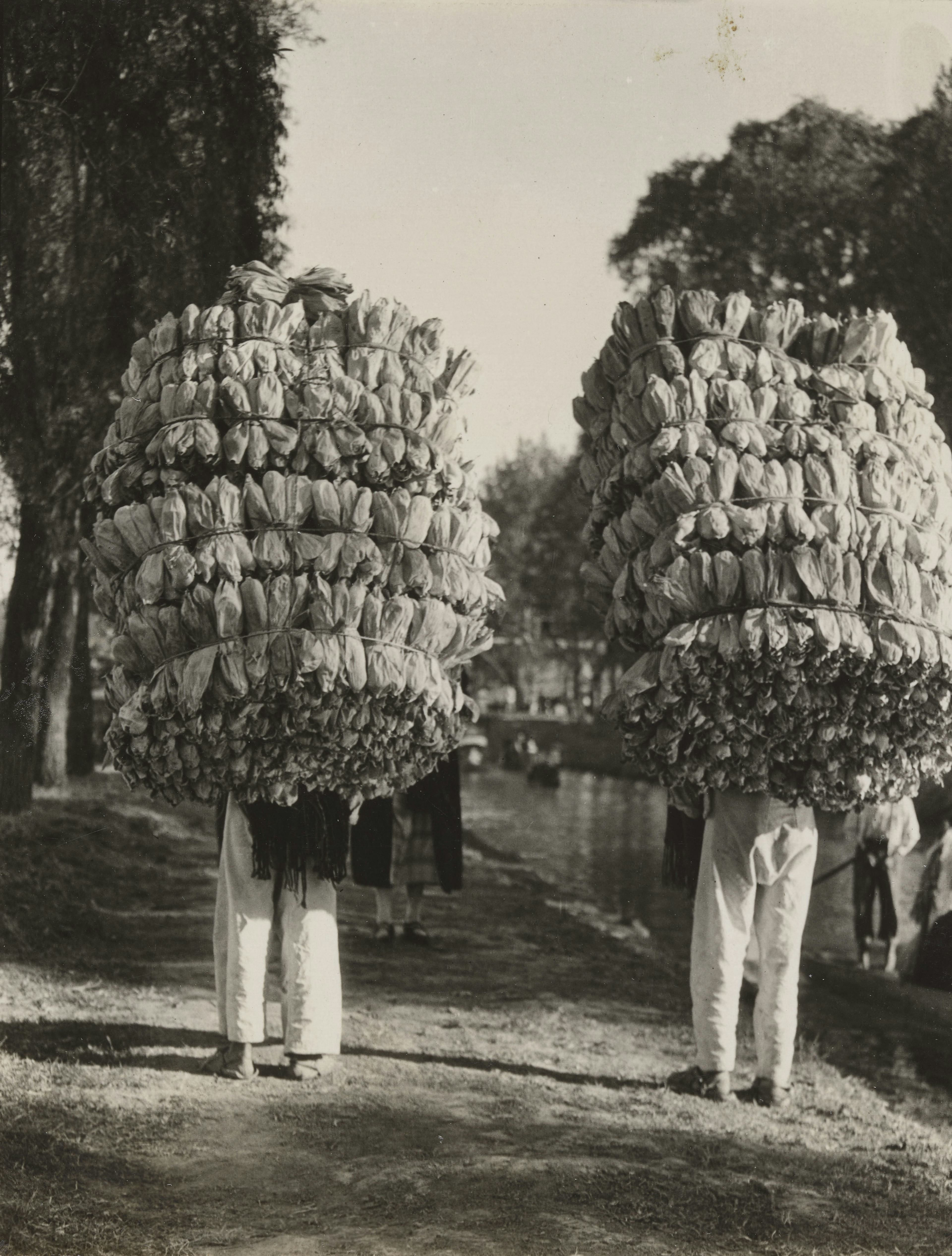 Indians carrying loads of corn husks for the making of “tamales’