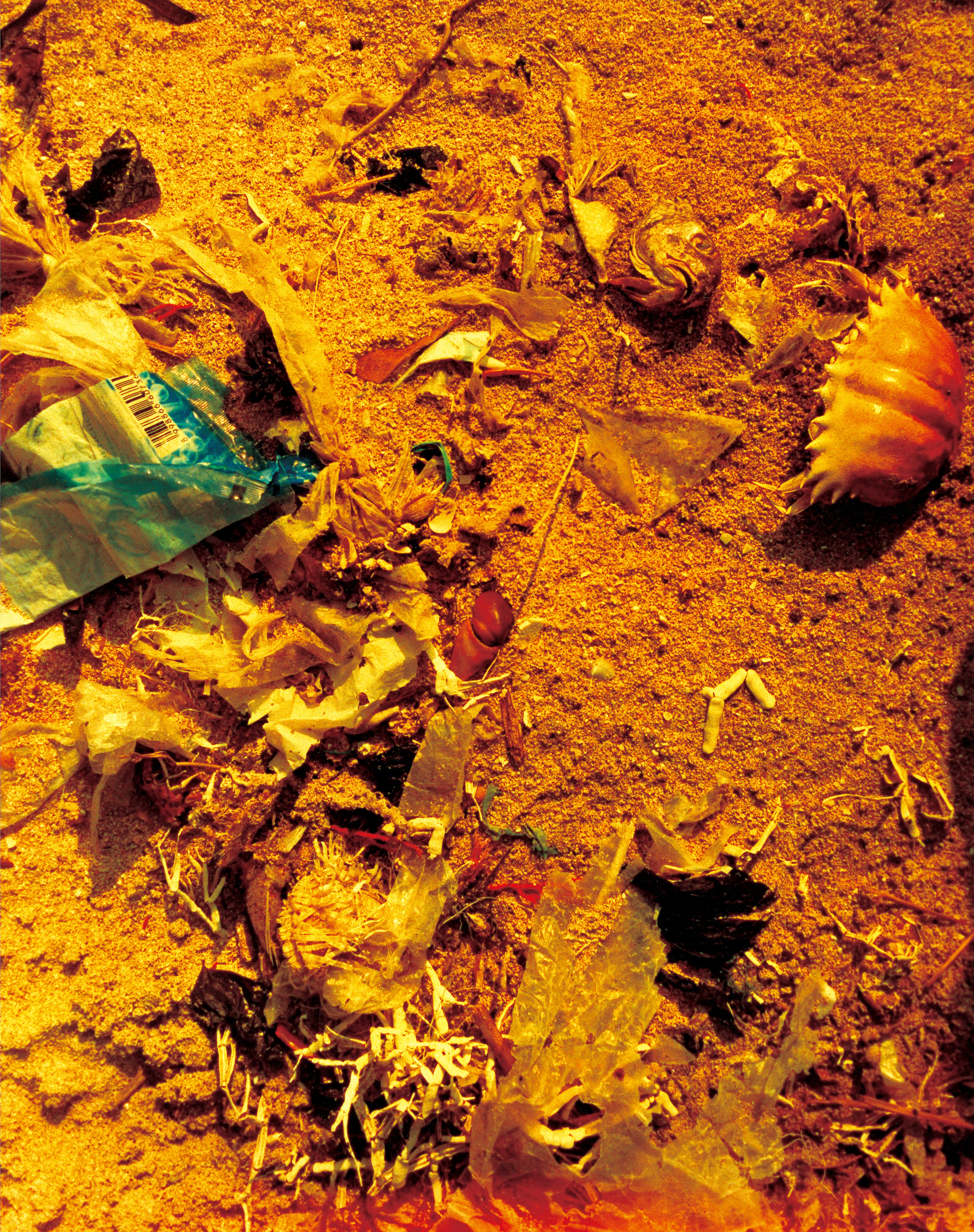 Untitled from the series Bible, 2008-2014 © Momo Okabe, courtesy of the Foam Collection