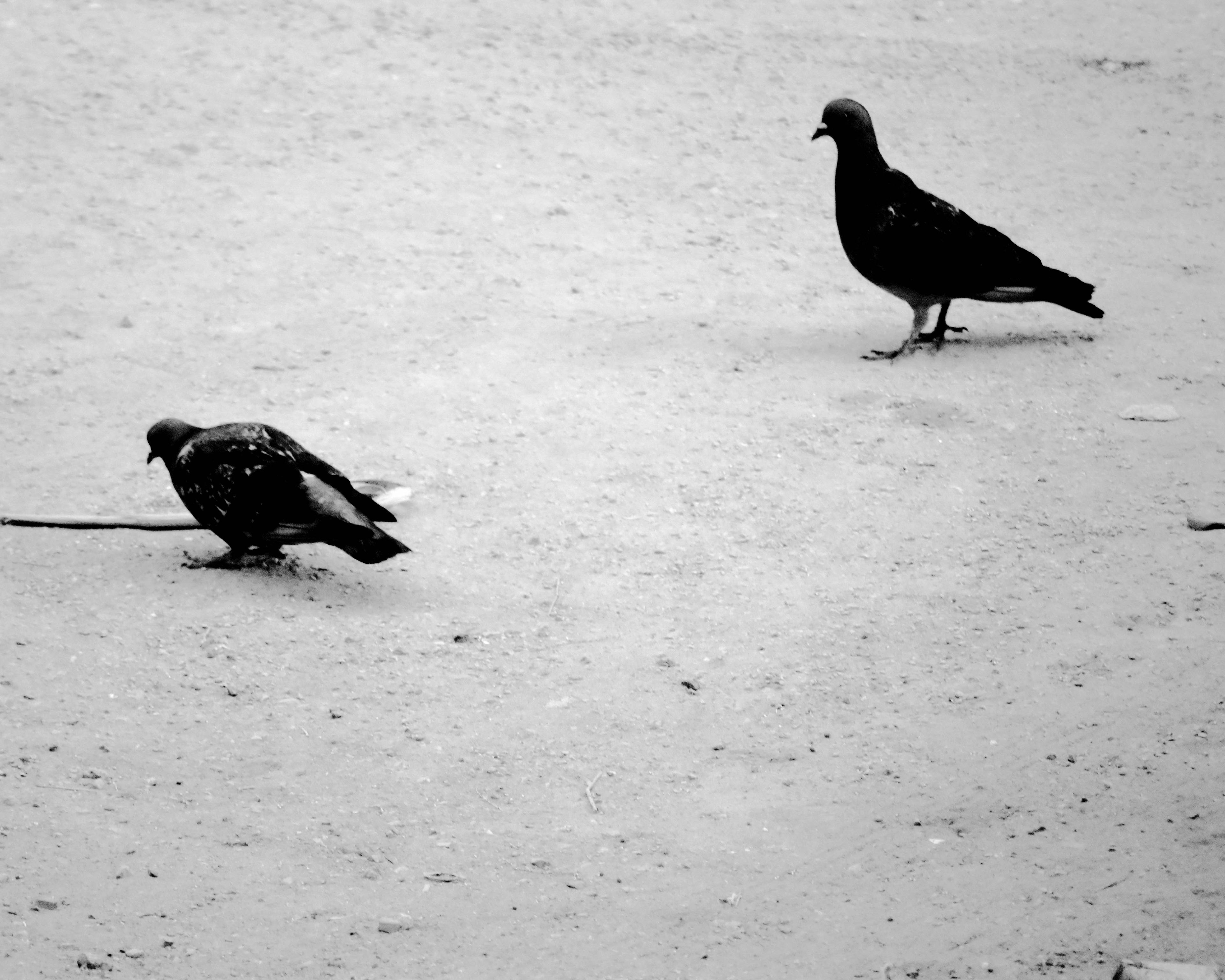 Black and white image of two pigeons on the street. © Issam Larkat