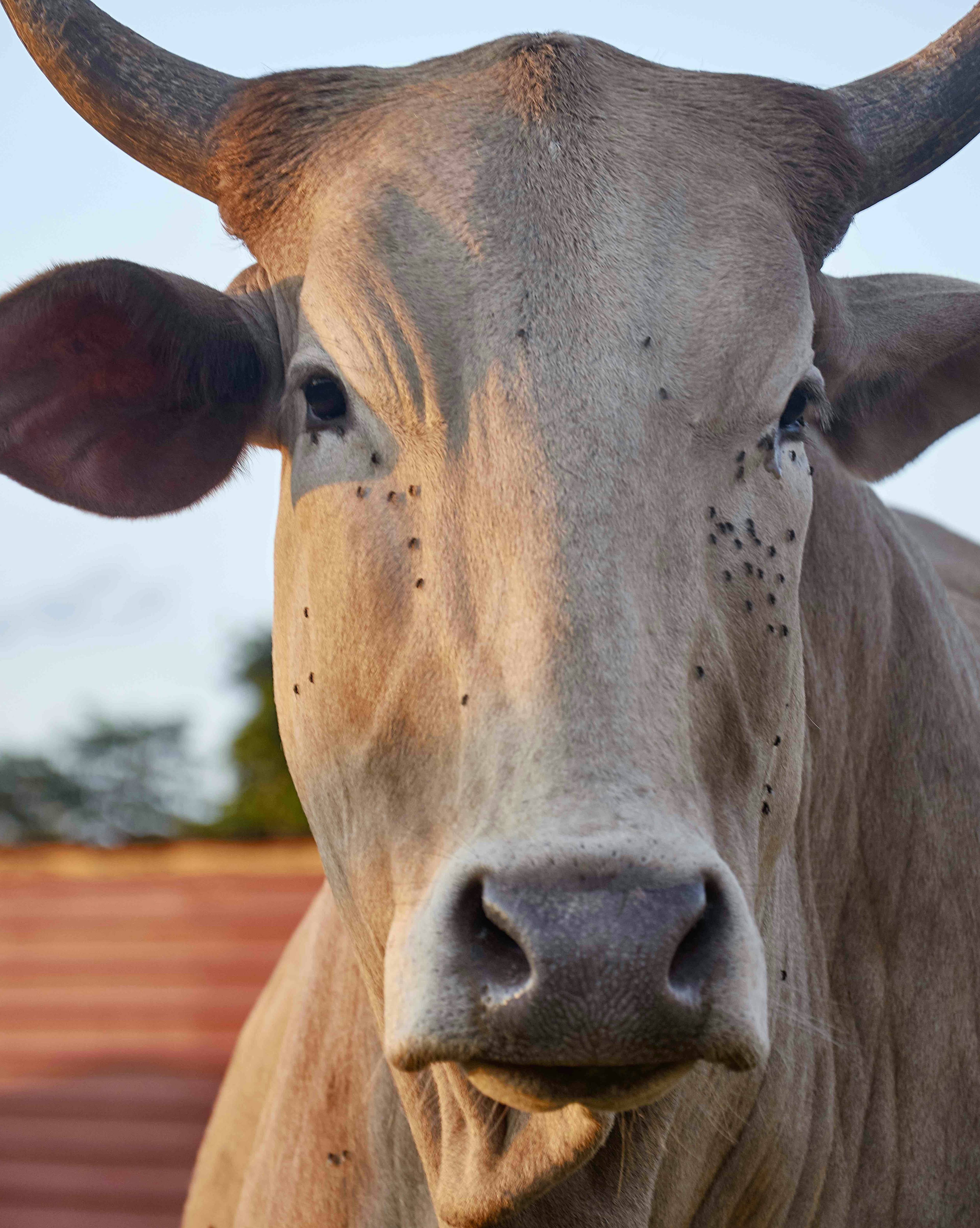 Image of a brown cow, covered in flies. © Thero Makepe