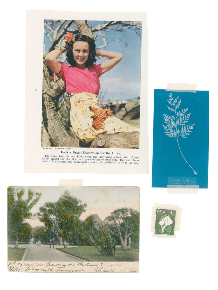 Several archival images / newspaper clippings showing a young white girl, a garden and a plant. Taped on an invisible background