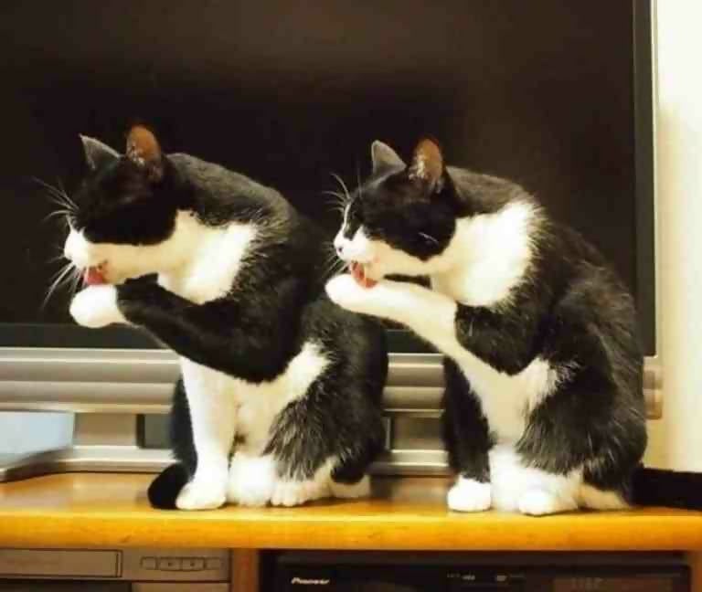 Picture of two identical cats, identically licking their paw