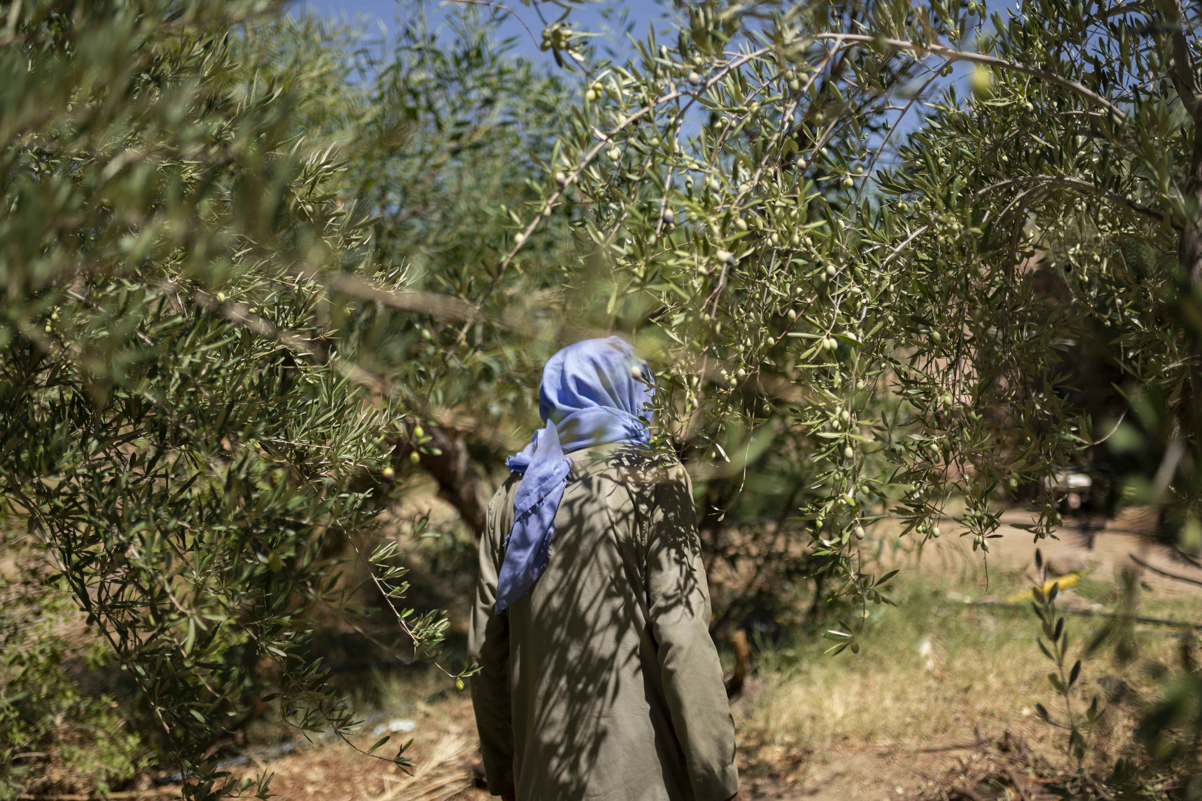 Photo of a figure in between olive trees, wearing a blue head scarf © Rehab Eldalil